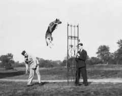 1930年のスーパージャンプ犬、ミッキー