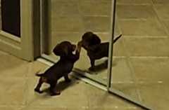 鏡の中の子犬と遊びたいダックス