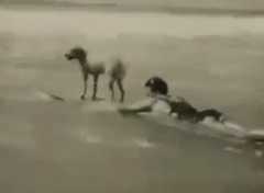 世界で初めてサーフィンをした犬