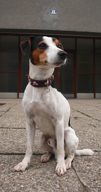 テリアの種類 - 足の長いタイプ21犬種