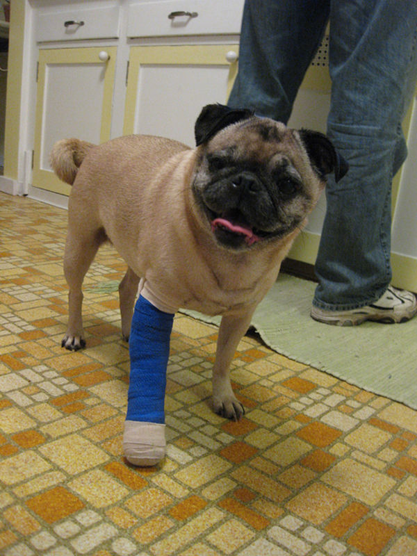 8-types-of-injuries-that-cause-your-dog-limping