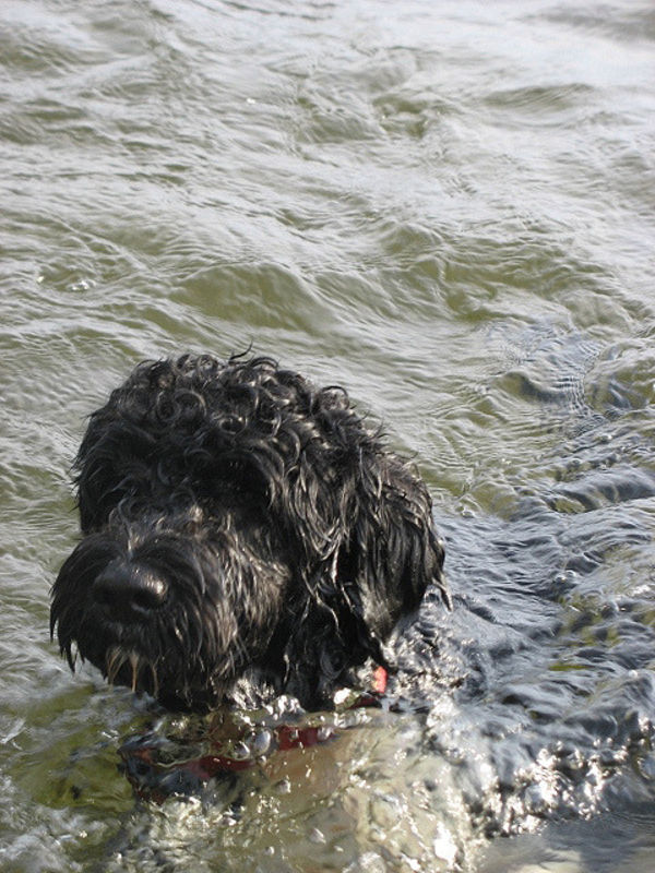 泳ぐの大好きな犬種トップ10