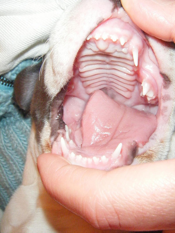 子犬の歯、いつ抜け替わる？