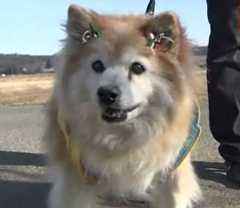 栃木の世界最長寿犬プースケ君