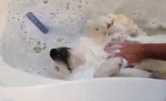 お風呂に入って極楽気分の犬