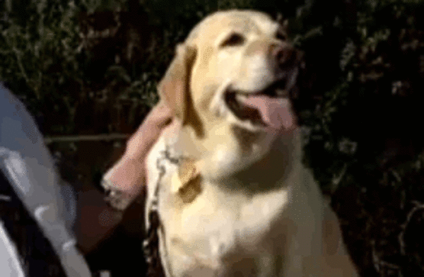 盲導犬ロセルの話 - ヒーロー犬 -