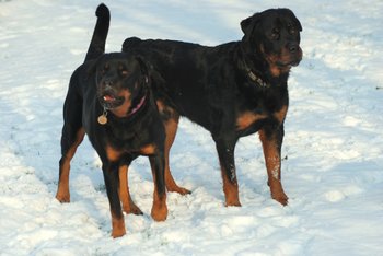 ドイツ生まれの27犬種