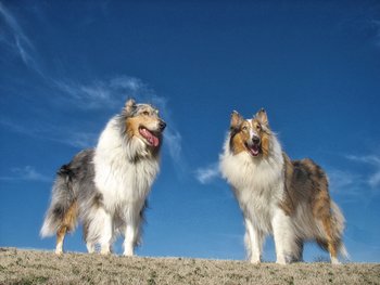 スコットランド生まれの14犬種