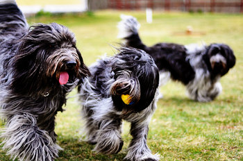 オランダ生まれの10犬種