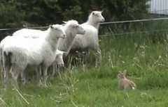 牧羊犬の弟子ウサギ現る