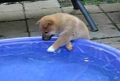 柴子犬 vs プール