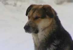 ハチ公と名づけられたロシアの忠犬