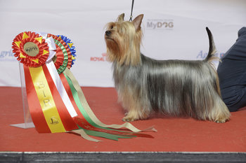 テリアの種類 - 足の短いタイプ16犬種