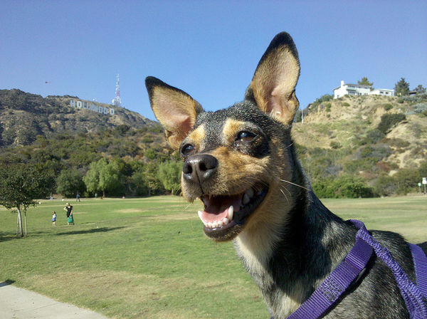 ロサンゼルスで人気の犬種トップ10－2011年