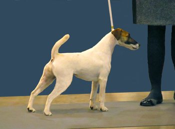 テリアの種類 - 足の長いタイプ21犬種