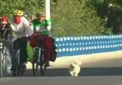 ノラ犬、サイクリストと共に走る！1700kmの旅