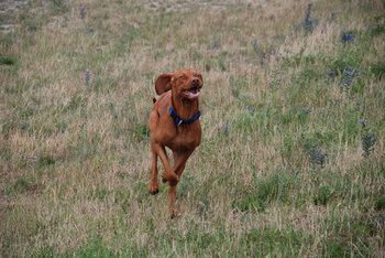 ジョギングのパートナー22犬種