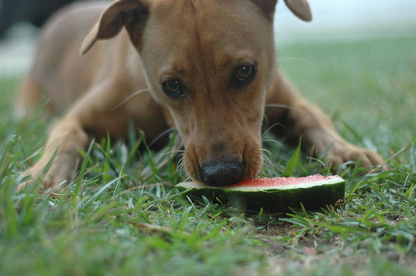 犬が食べれる夏野菜・果物