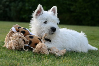 スコットランド生まれの14犬種