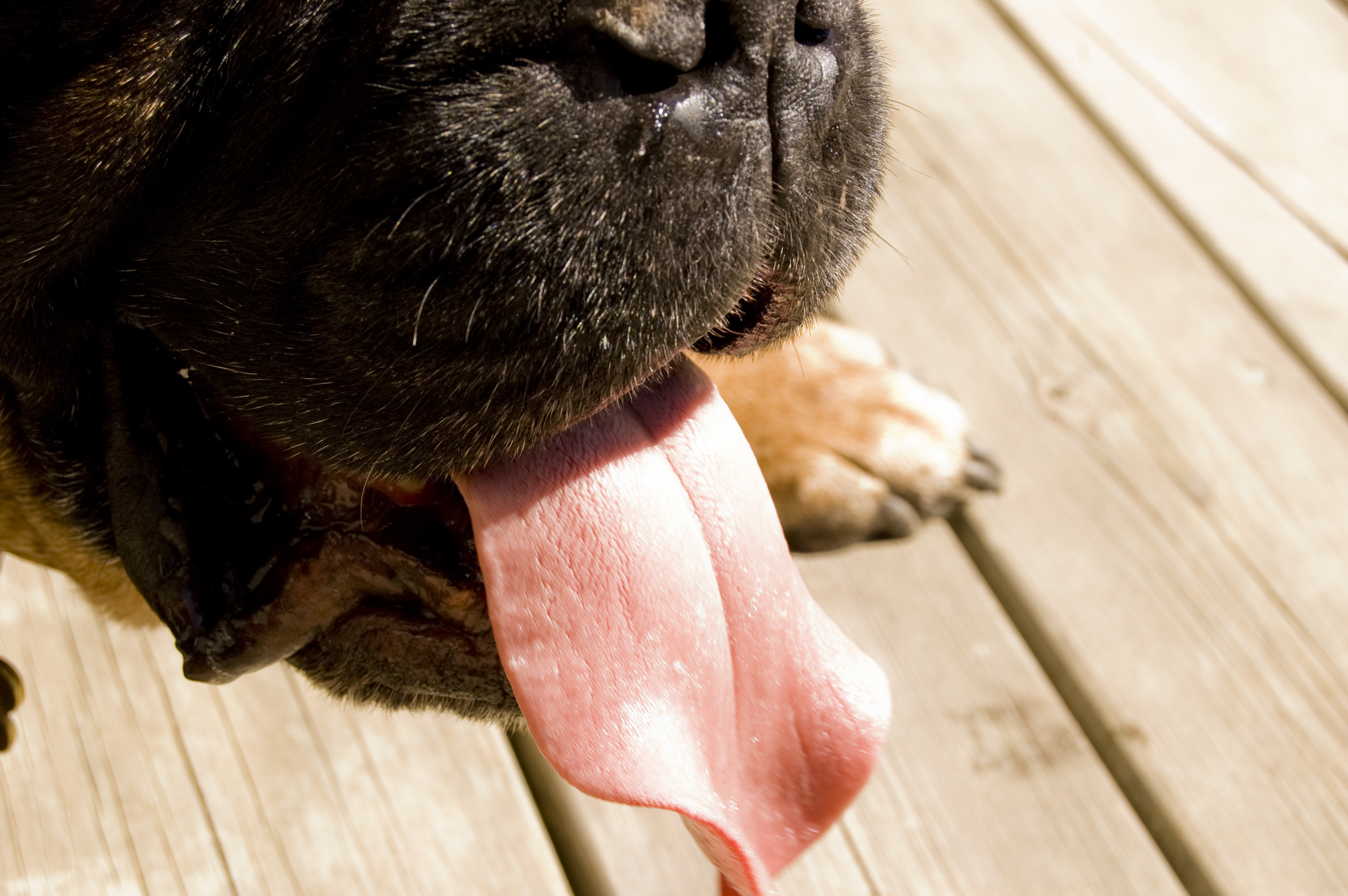 muzzle tongue