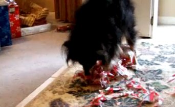 opening present dog