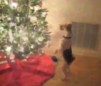 ornament checking dog