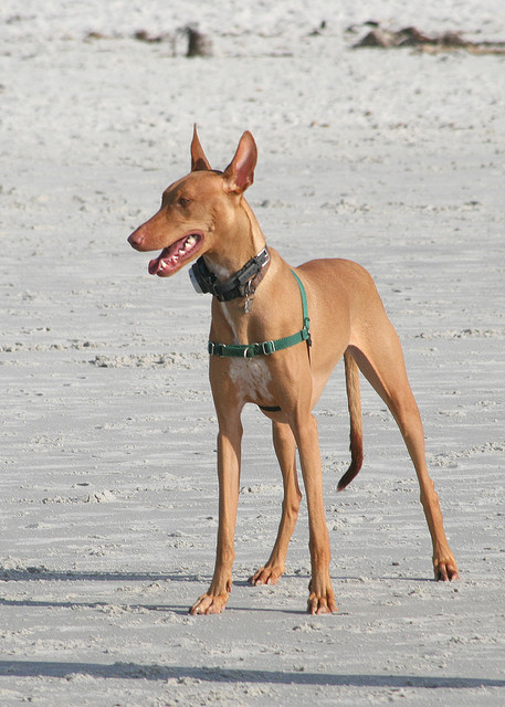 pharaoh hound beautiful dog att;Vicki and Chuck Rogers  http://www.flickr.com/photos/two-wrongs/385636742/sizes/z/in/photostream/