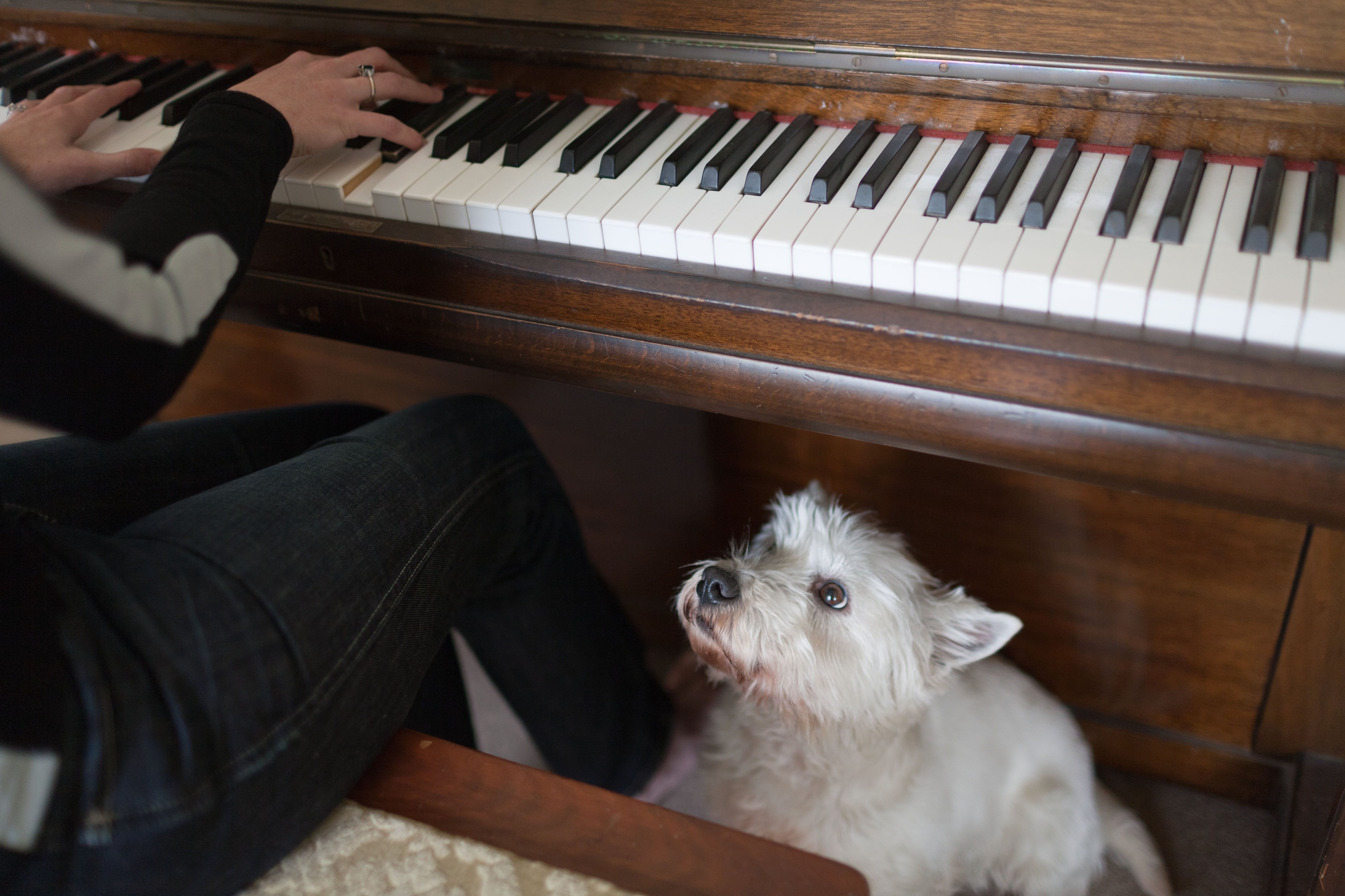 piano dog