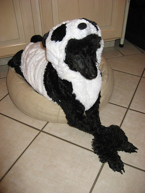 poodle panda　att;victoriafee http://www.flickr.com/photos/victoriafee/302423702/sizes/z/in/photostream/