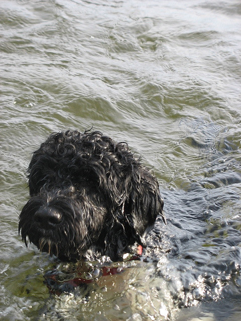 portuguese water dog cute swimming att;Sue Richards  http://www.flickr.com/photos/suerichards/197275469/sizes/z/in/photostream/