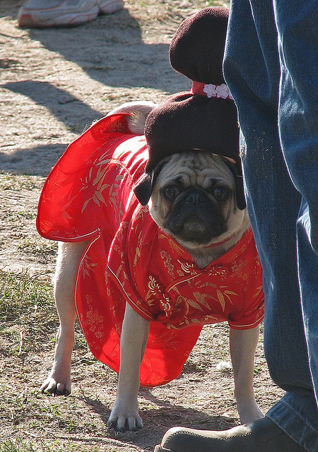 pug geisha