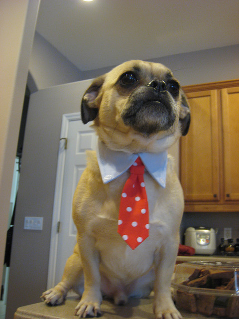 puggle with tie