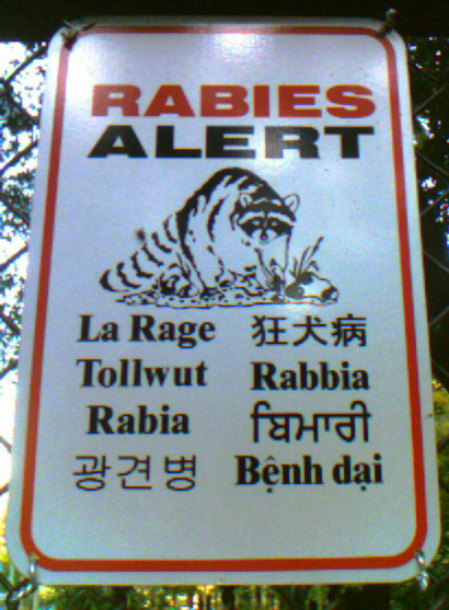 racoon rabies alert