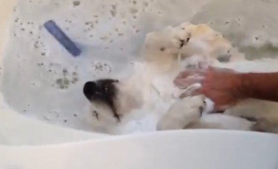 relaxed bathing dog