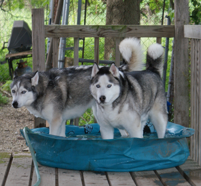 siberian huskies in water