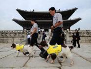 sorce AFP Park Ji Hwan dogs