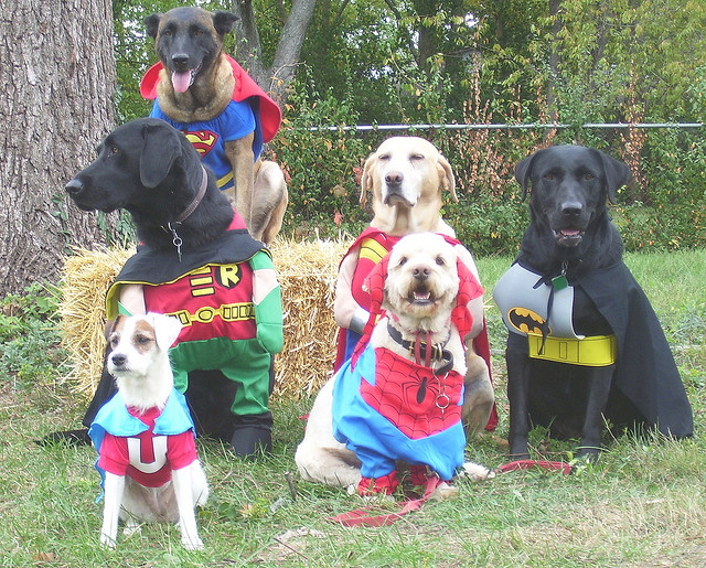 super dogs family photo