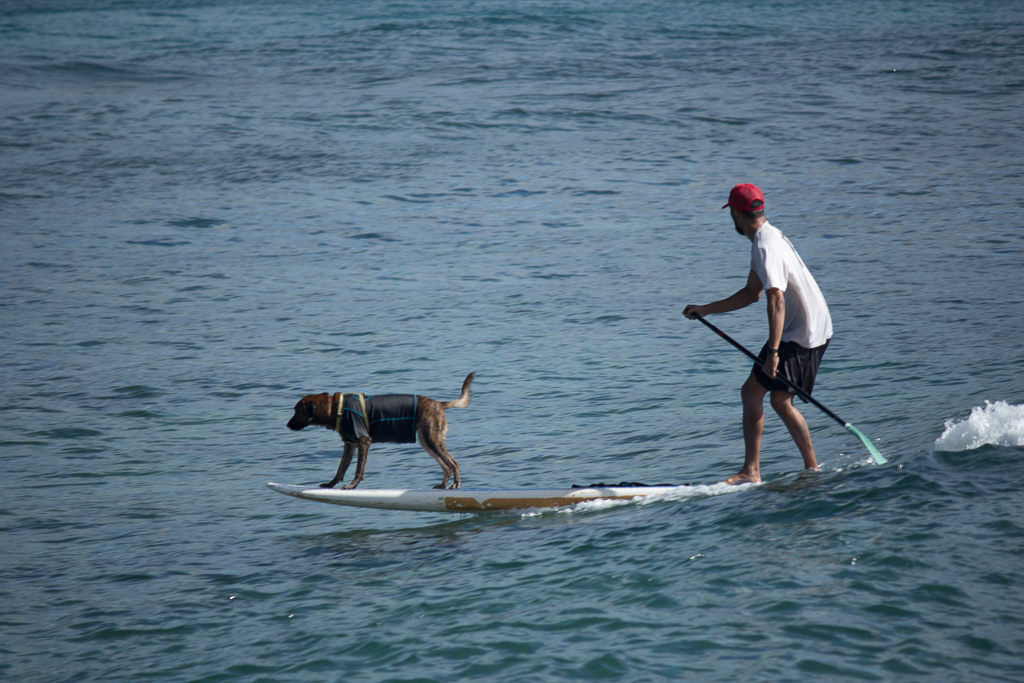 surf dog Hawaii