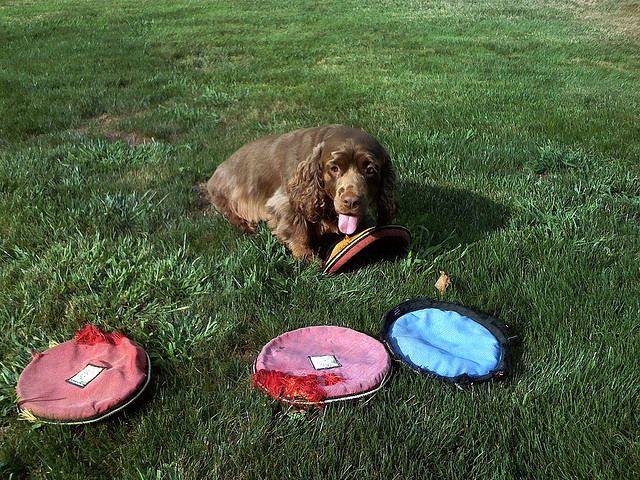 sussex spaniel with frisbees