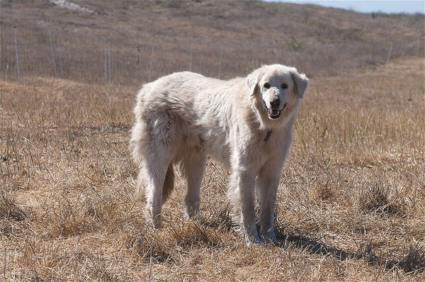 白い毛でフサフサの犬種10