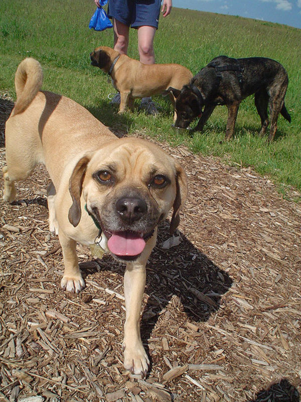 Puggle　att;Dimmerswitch http://www.flickr.com/photos/dimmerswitch/530857120/sizes/z/in/photostream/