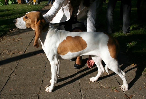 Schwyzer Laufhund swiss hound