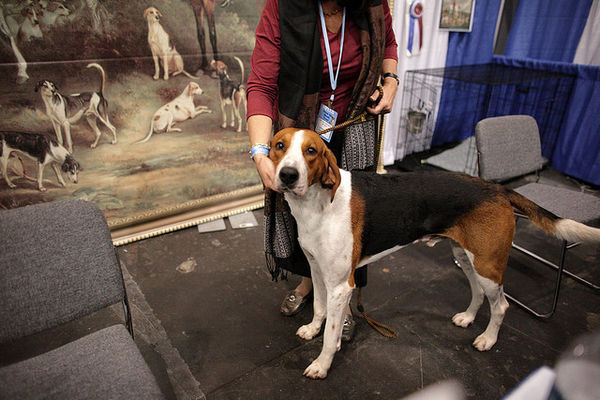 ameican foxhound