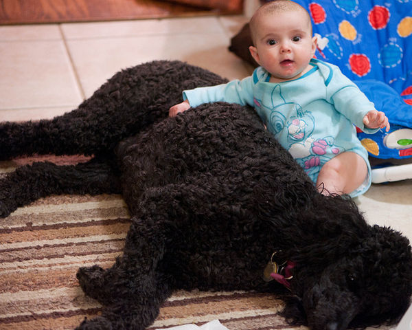 baby and poodle