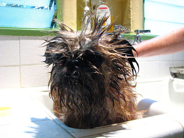 bath time b griffon