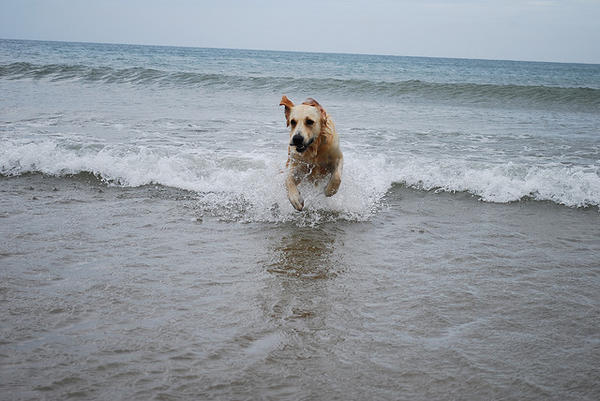 beach dog