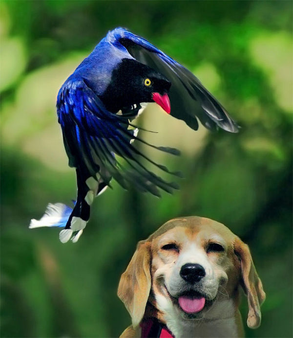 beagle and bird