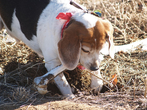 beagle burying deer bone