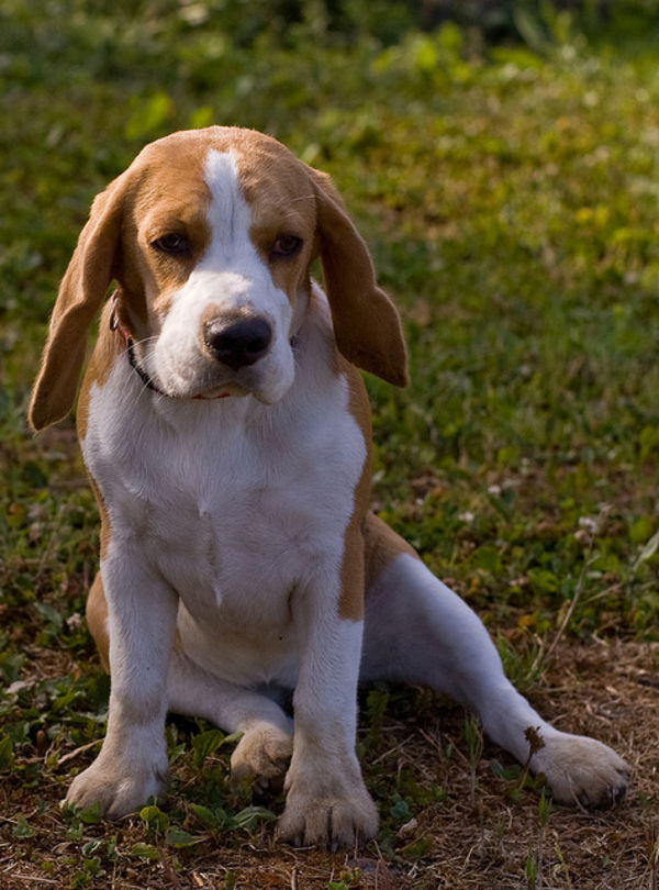 beautiful dog beagle att; gmeger http://www.flickr.com/photos/gemer/2604406015/sizes/z/in/photostream/