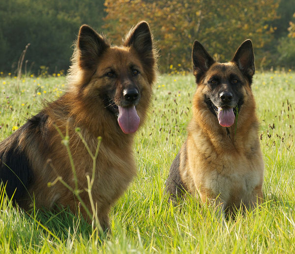 beautiful shepherd dogs